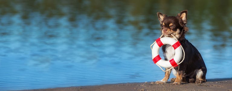 How to Train a Chihuahua to do Advanced Tricks How to Train a Chihuahua to do Advanced Tricks